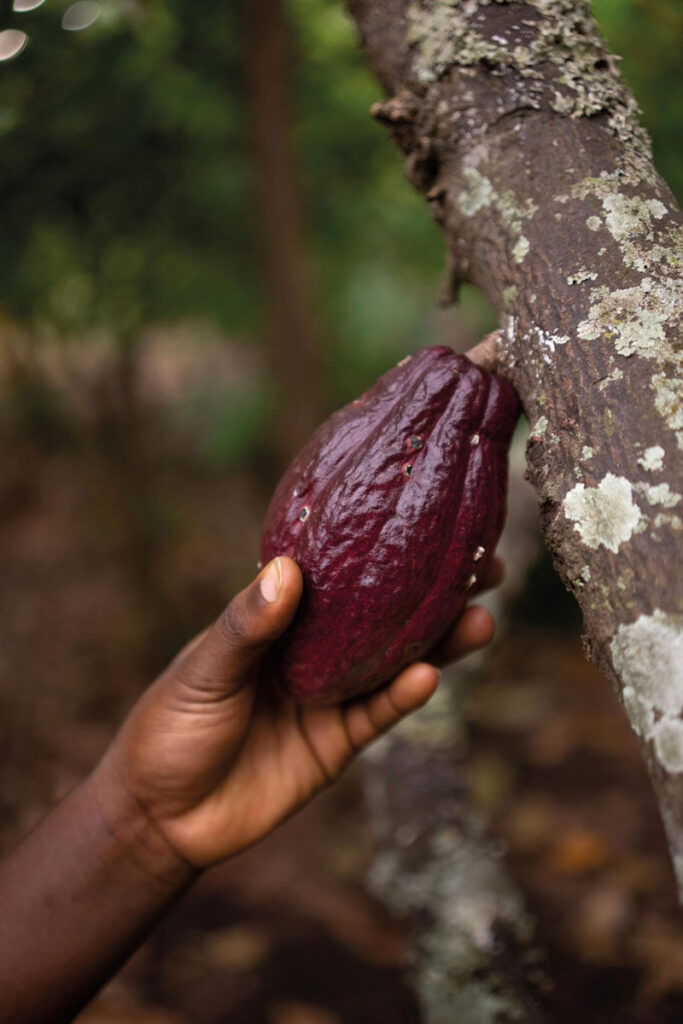 Cioccolato che riporta all'artigiano un legame con la terra d'origine e le comunità che coltivano il cacao.